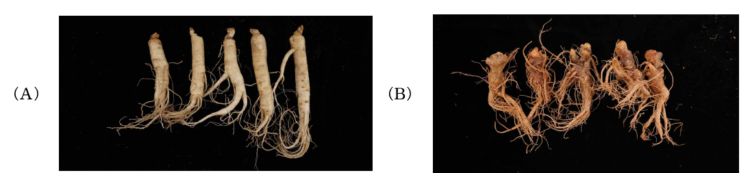 2년차 수집한 국외인삼 (A) 화기삼, (B) 전칠삼