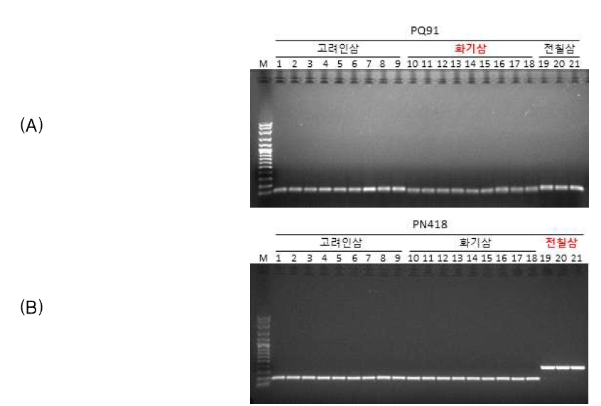 국외재배 인삼 및 종 판별 결과 PQ91: Panax quinquefolium 91bp detection PN418: Panax notnoginseng 91bp detection