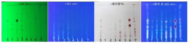 TLC 분석결과: 고려인삼 5년산 (K-28, 여주)