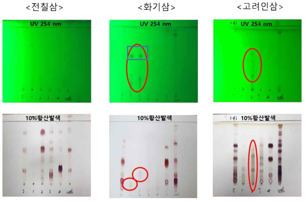 인삼 종별 TLC 분석결과 및 특이적 성분