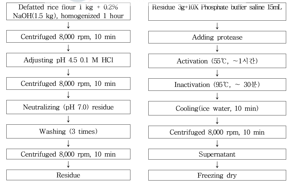 Manufacturing process of hydrolysate on rice protein