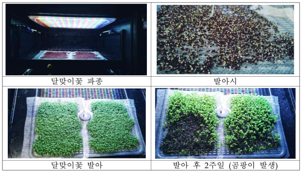 달맞이꽃 발아 특성