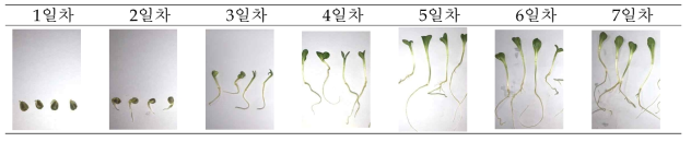 생육일수에 따른 홍화 발아특성