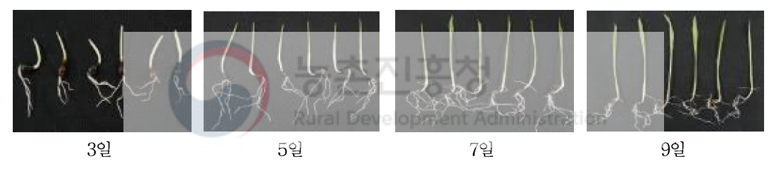 생육일수에 따른 새싹율무