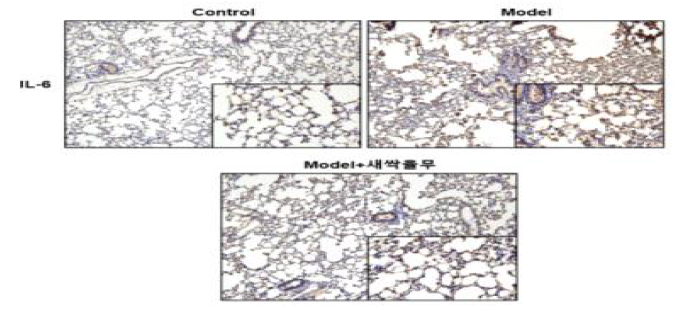 새싹율무의 폐염증 손상 회복 효과(IL-6)