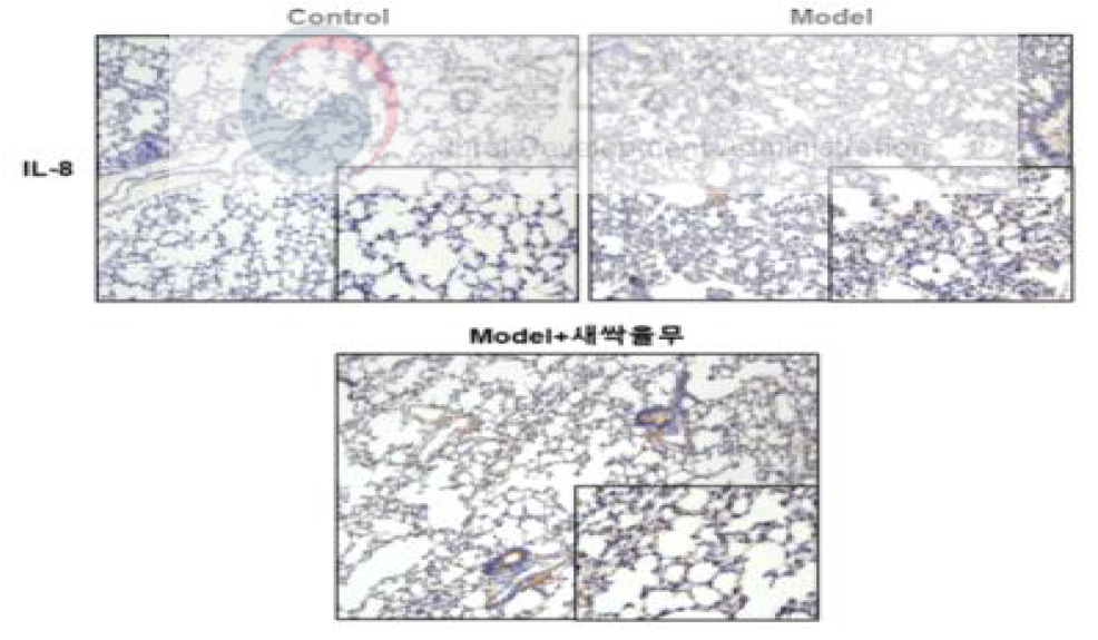 새싹율무의 폐염증 손상 회복 효과(IL-8)