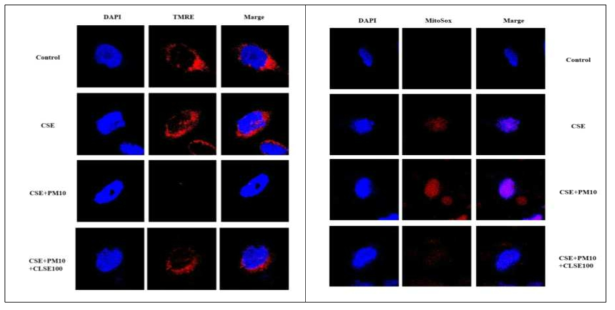 mitochondrial ROS 측정 결과