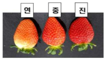 딸기 과피색 구분