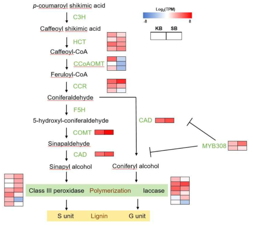 리그닌 생합성 관련 유전자의 발현(KB, ‘킹스베리’; SB, ‘써니베리’)