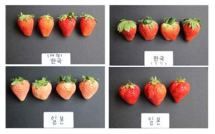 수출시장에서의 한국과 일본 딸기의 주요 품종
