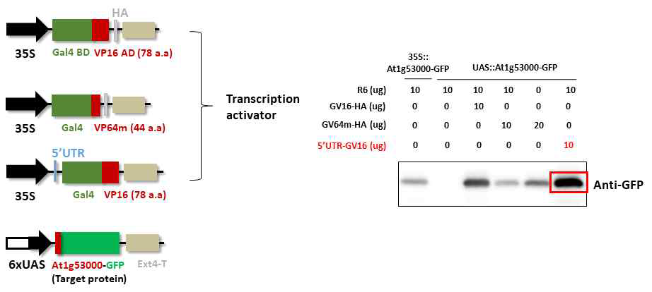 VP16 minimal domain repeats 또는 5’UTR에 의한 Gal4 전사인자의 목적 단백질 유도 발현량 비교