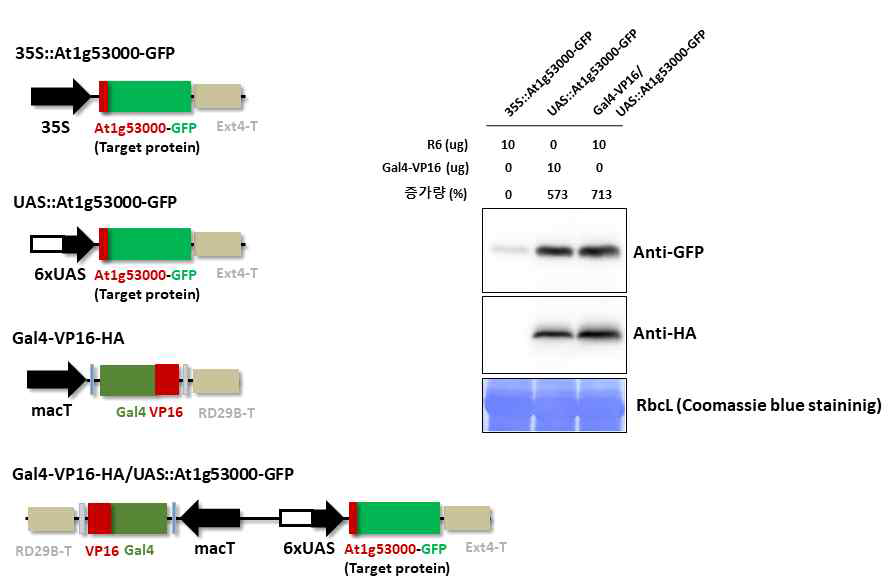 전사인자 발현 모듈과 inducible promoter로 조절되는 목적 단백질 발현 모듈 결합 벡터의 목적 단백질 발현 유도량 비교