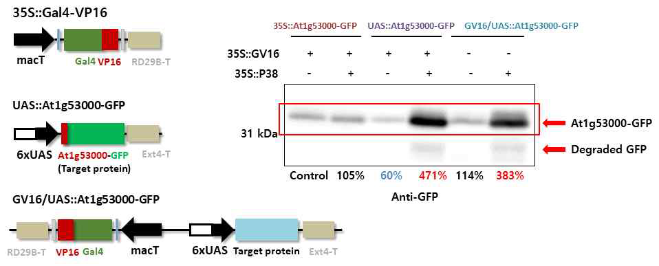 At1g53000-GFP 발현 벡터들을 담배에 도입한 후 목적 단백질 발현량을 western blot analysis를 통해 비교