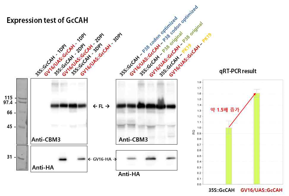 GcCAH 발현 벡터들을 담배에 도입한 후 목적 단백질 발현량을 western blot analysis와 qRTPCR을 통해 비교