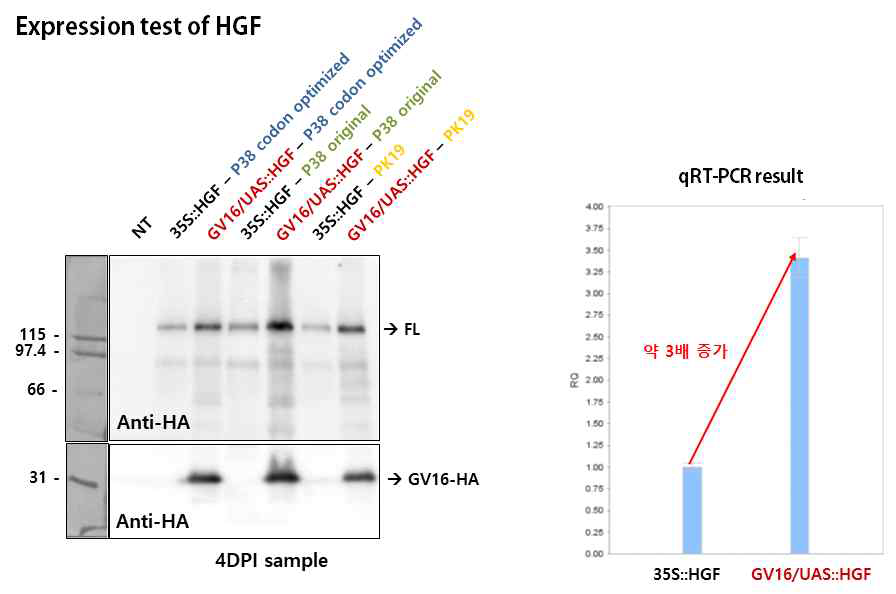 HGF 발현 벡터들을 담배에 도입한 후 목적 단백질 발현량을 western blot analysis와 qRTPCR을 통해 비교