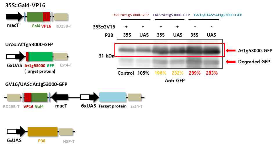 35S promoter 또는 inducible promoter로 발현이 조절되는 PTGS 억제인자 발현 벡터를 At1g53000-GFP 발현 벡터와 함께 담배에 도입하여 PTGS 억제인자에 의해 목적 단백질이 정상 발현되는지 여부 관찰