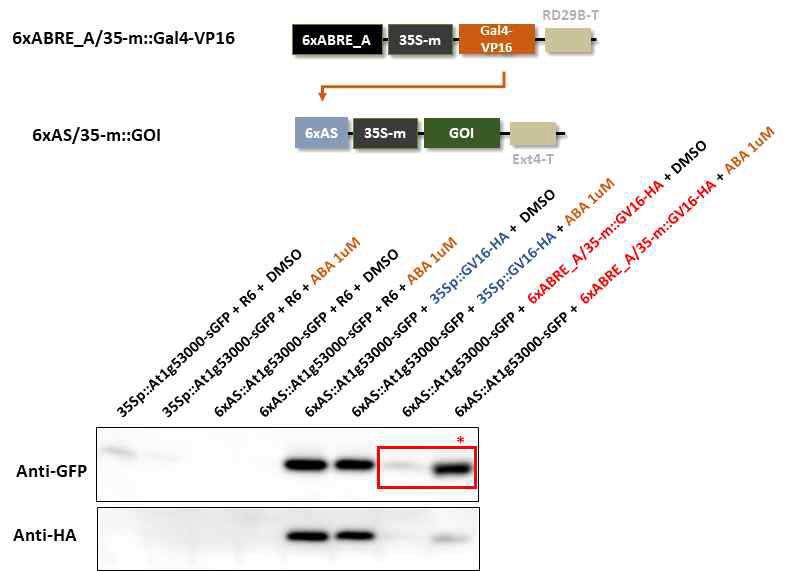 ABA inducible promoter로 발현이 조절되는 전사인자 발현 벡터와 ABA 처리를 통한 순차적인 단백질 발현 유도 결과