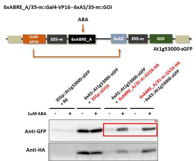 전사인자와 목적 단백질 발현 모듈을 합친 발현벡터와 ABA 처리를 통한 순차적인 단백질 발현 유도 결과