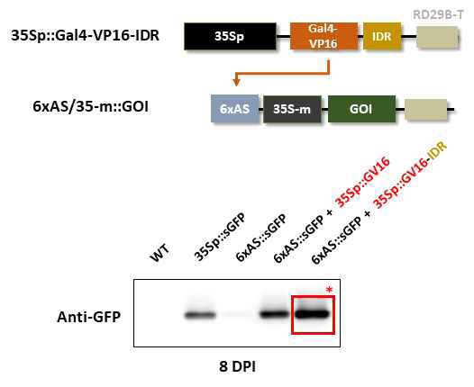 IDR을 결합한 전사인자와 이를 이용한 목적 단백질 발현 유도 결과