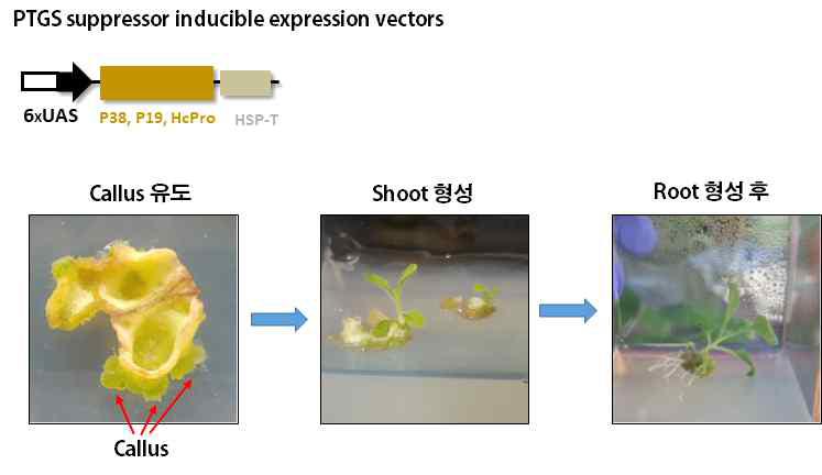 Inducible promoter로 발현이 조절되는 PTGS 억제인자 발현 벡터와 이를 이용한 형질전환 담배 제작