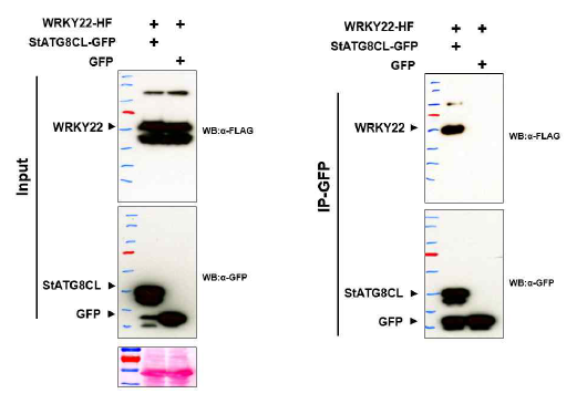ATG8과 WRKY는 단백질 상호작용을 함을 coIP를 통해 확인함
