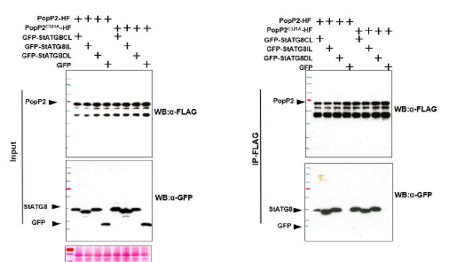 PopP2병원성단백질은 ATG8과 단백질 상호작용함