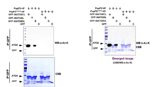 PopP2병원성단백질은 ATG8을 특이적으로 아세틸레이션시킴