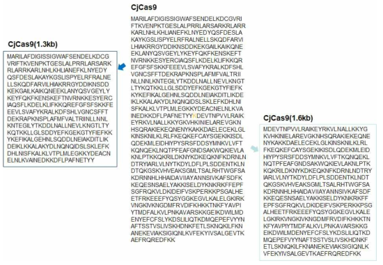 바이러스내 안정적인 발현을 위한 Splited cj Cas 9 아미노산 서열