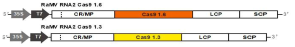 RaMV Cas 9(1.3Kb, 1.6Kb) 발현 construct 제작