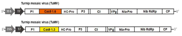 TuMV Cas 9(1.3Kb, 1.6Kb) 발현 construct 제작