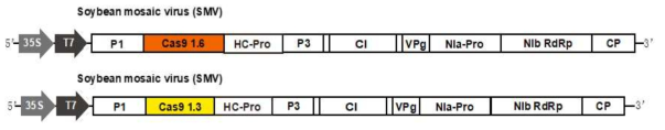 SMV Cas 9(1.3Kb, 1.6Kb) 발현 construct 제작
