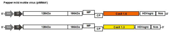 PMMoV Cas 9(1.3Kb, 1.6Kb) 발현 construct 제작