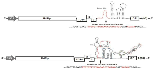 AltMV GFP guide RNA 발현 construct 제작