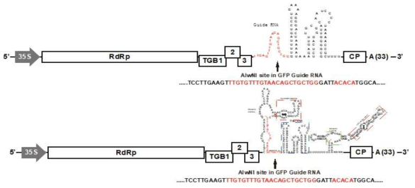 PVX GFP guide RNA 발현 construct 제작