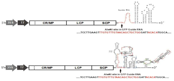 RaMV GFP guide RNA 발현 construct 제작