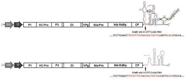 SMV GFP guide RNA 발현 construct 제작