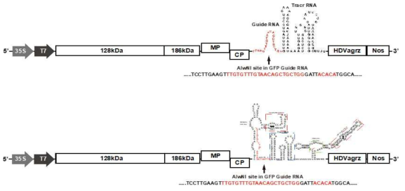 ToMV GFP guide RNA 발현 construct 제작