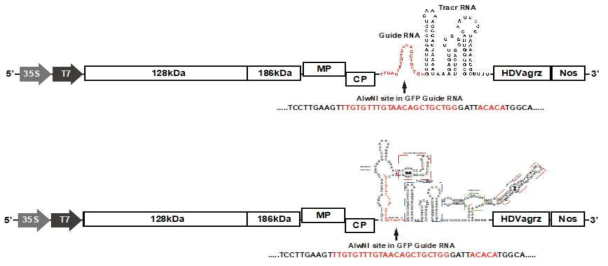 CGMMV GFP guide RNA 발현 construct 제작