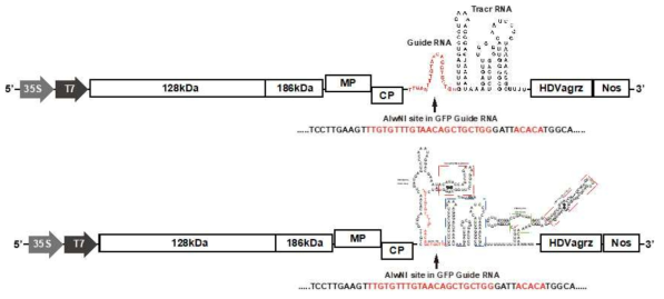 PMMoV GFP guide RNA 발현 construct 제작