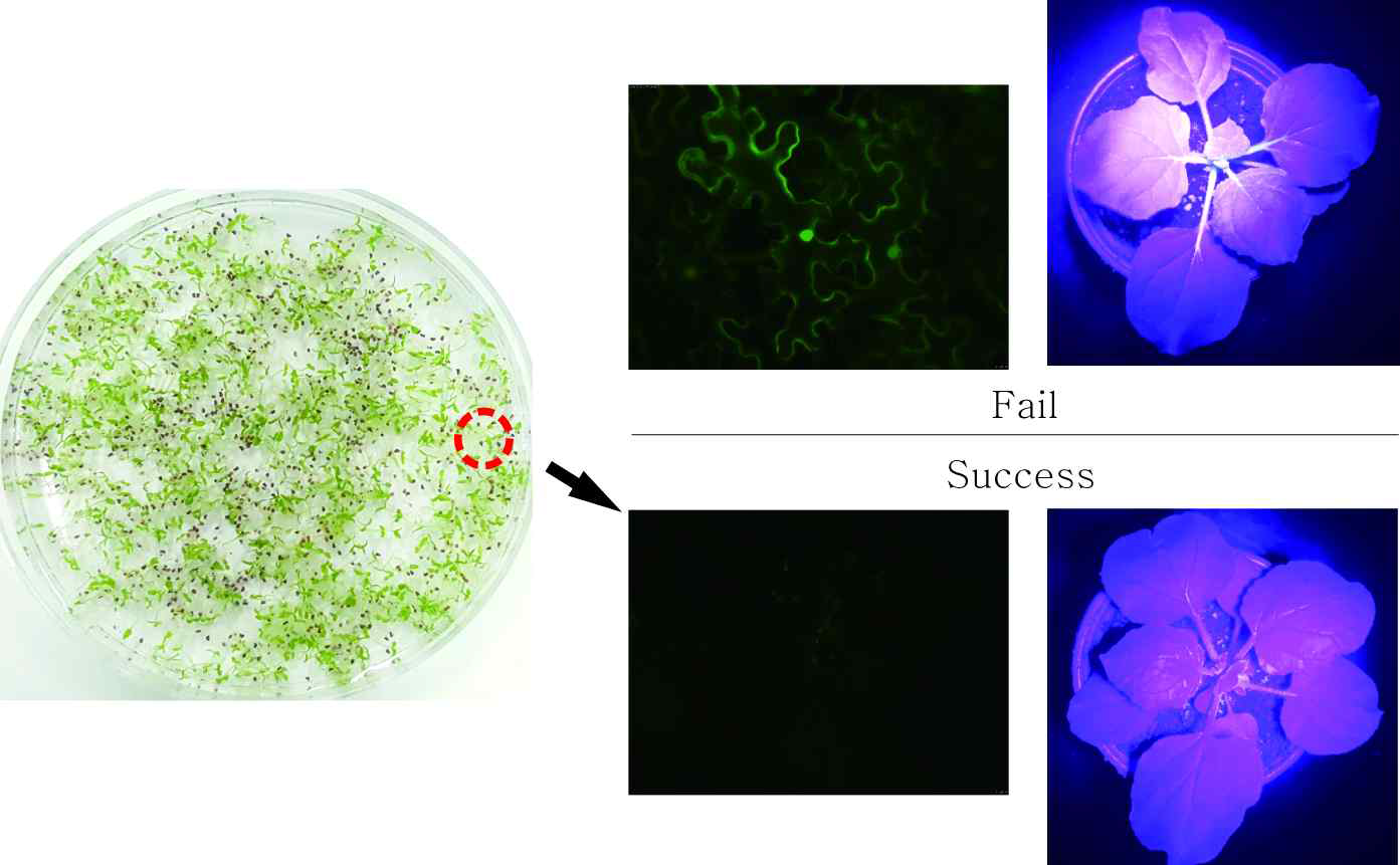 AltMV Cas 9(1.3Kb, 1.6Kb), AltMV GFP guide RNA 접종에 의한 유전자 편집 확인