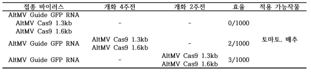 AltMV Cas 1.6kb, Cas 1.3Kb, GFP guide RNA의 접종시기에 따른 유전자편집 효율 평가