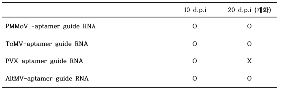 Theophylline (Aptamer) guide RNA 발현벡터의 감염성 확인