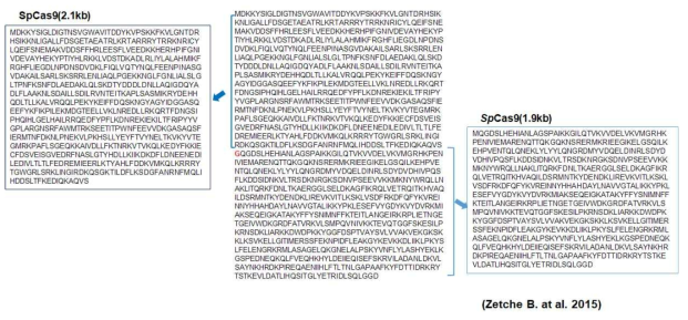 바이러스내 안정적인 발현을 위한 Splited sp Cas 9 아미노산 서열