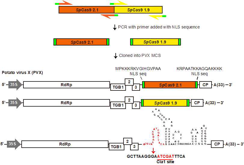 Split sp Cas9 construsct 제작 및 모델 식물 적용