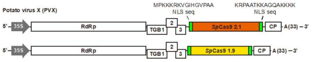 PVX sp Cas 9(1.9Kb, 2.1Kb) 발현 construct 제작