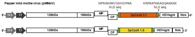 PMMoV sp Cas 9(1.9Kb, 2.1Kb) 발현 construct 제작