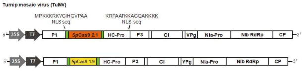 TuMV sp Cas 9(1.9Kb, 2.1Kb) 발현 construct 제작