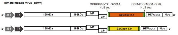 ToMV sp Cas 9(1.9Kb, 2.1Kb) 발현 construct 제작