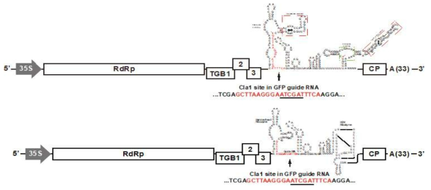 PVX GFP guide RNA 발현 construct 제작