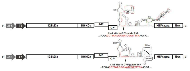 PMMoV GFP guide RNA 발현 construct 제작